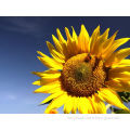 Healthy original pure natural wholesale Bee sunflower honey